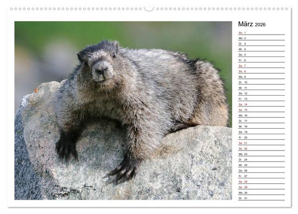 Produktbild: Murmeltiere in Nordamerika (Wandkalender 2026 DIN A2 quer), CALVENDO Monatskalender