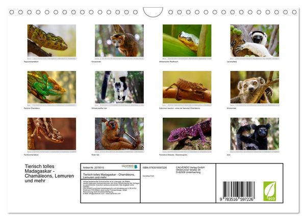 Produktbild: Tierisch tolles Madagaskar - Cham&auml;leons, Lemuren und mehr (Wandkalender 2026 DIN A4 quer), CALVENDO Monatskalender