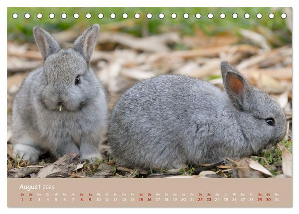 Produktbild: Flauschige Fellkn&auml;uel (Tischkalender 2026 DIN A5 quer), CALVENDO Monatskalender