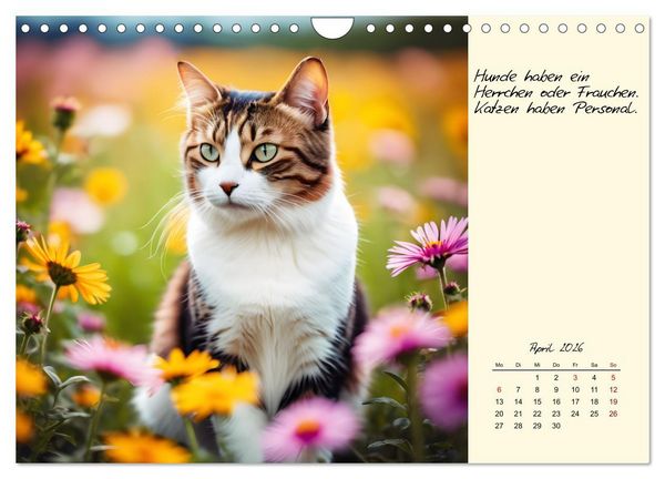 Produktbild: Katzen - Charakter und Sch&ouml;nheit (Wandkalender 2026 DIN A4 quer), CALVENDO Monatskalender