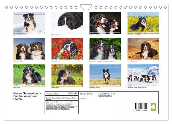 Produktbild: Berner Sennenhund - Ein Traum auf vier Pfoten (Wandkalender 2026 DIN A4 quer), CALVENDO Monatskalender