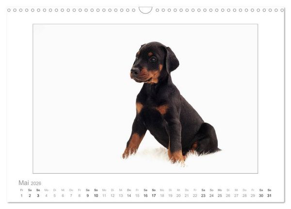 Produktbild: Dobermann Welpen (Wandkalender 2026 DIN A3 quer), CALVENDO Monatskalender