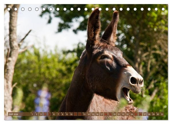 Produktbild: Esel - Sixtus Loreley (Tischkalender 2026 DIN A5 quer), CALVENDO Monatskalender