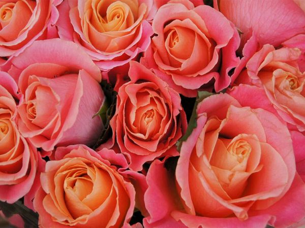 Produktbild: CALVENDO Puzzle Duftende Rosen | 1000 Teile Lege-Gr&ouml;&szlig;e 64x48cm Foto-Puzzle f&uuml;r gl&uuml;ckliche Stunden