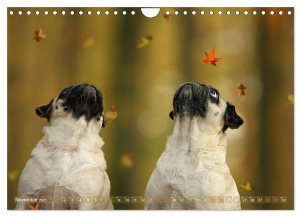 Produktbild: Lustige M&ouml;pse aus der Hundeknipserei (Wandkalender 2026 DIN A4 quer), CALVENDO Monatskalender