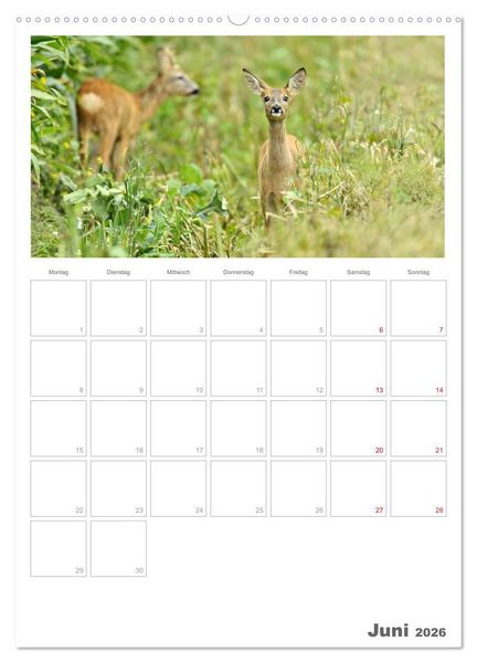Produktbild: Rehe & Co / Planer (Wandkalender 2026 DIN A2 hoch), CALVENDO Monatskalender