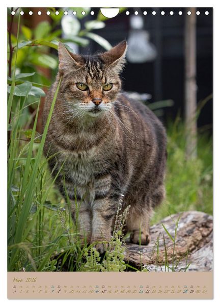 Produktbild: Pl&uuml;schige Katzen im Garten (Wandkalender 2026 DIN A4 hoch), CALVENDO Monatskalender