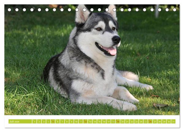 Produktbild: Siberian Husky - der Urtyp (Tischkalender 2026 DIN A5 quer), CALVENDO Monatskalender