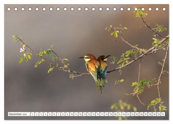 Produktbild: Bunte Flieger (Tischkalender 2026 DIN A5 quer), CALVENDO Monatskalender