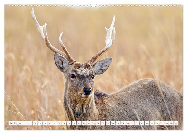 Produktbild: Wildes Japan - Hokkaido im Winter (hochwertiger Premium Wandkalender 2026 DIN A2 quer), Kunstdruck in Hochglanz