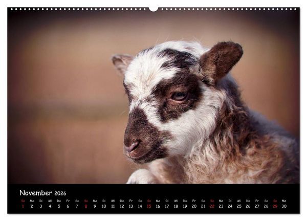 Produktbild: Schafe und L&auml;mmer (hochwertiger Premium Wandkalender 2026 DIN A2 quer), Kunstdruck in Hochglanz