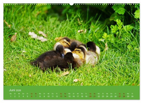 Produktbild: Faszination Enten (hochwertiger Premium Wandkalender 2026 DIN A2 quer), Kunstdruck in Hochglanz