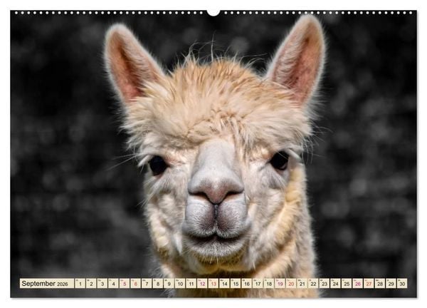 Produktbild: Alpaka Gesichter (Wandkalender 2026 DIN A2 quer), CALVENDO Monatskalender