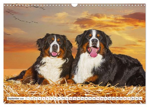 Produktbild: Berner Sennenhunde - Freunde f&uuml;r ein ganzes Leben (Wandkalender 2026 DIN A3 quer), CALVENDO Monatskalender