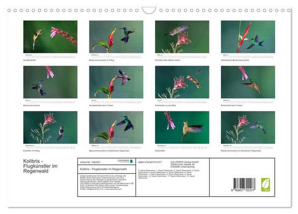 Produktbild: Kolibris - Flugk&uuml;nstler im Regenwald (Wandkalender 2026 DIN A3 quer), CALVENDO Monatskalender
