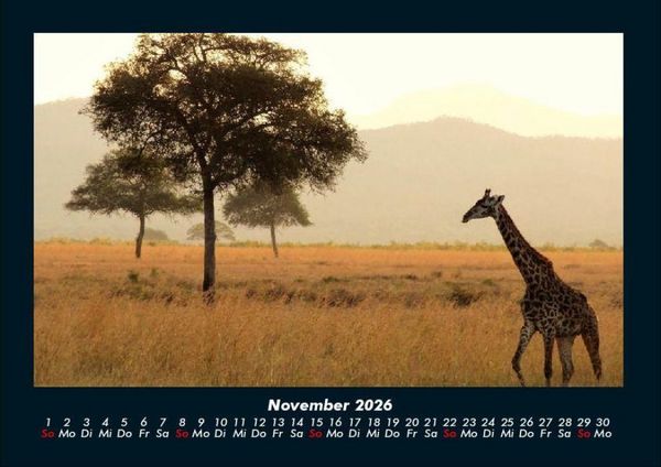 Produktbild: Giraffen 2026 Fotokalender DIN A4