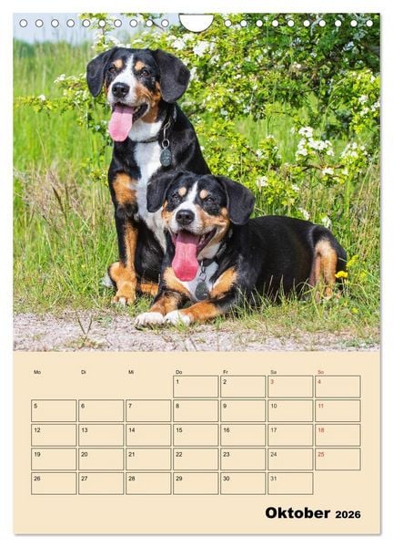 Produktbild: Jahresplaner Entlebucher Sennenhund (Wandkalender 2026 DIN A4 hoch), CALVENDO Monatskalender