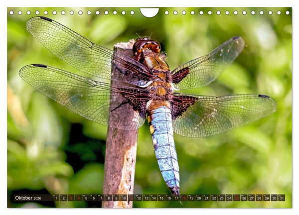 Produktbild: INSEKTEN - Makrofotografie in freier Natur (Wandkalender 2026 DIN A4 quer), CALVENDO Monatskalender