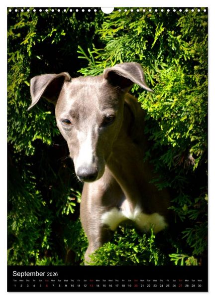Produktbild: Beautiful Whippets (Wall Calendar 2026 DIN A3 portrait), CALVENDO 12 Month Wall Calendar