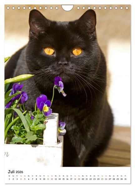 Produktbild: bezaubernde Britisch Kurzhaar Katzen (Wandkalender 2026 DIN A4 hoch), CALVENDO Monatskalender