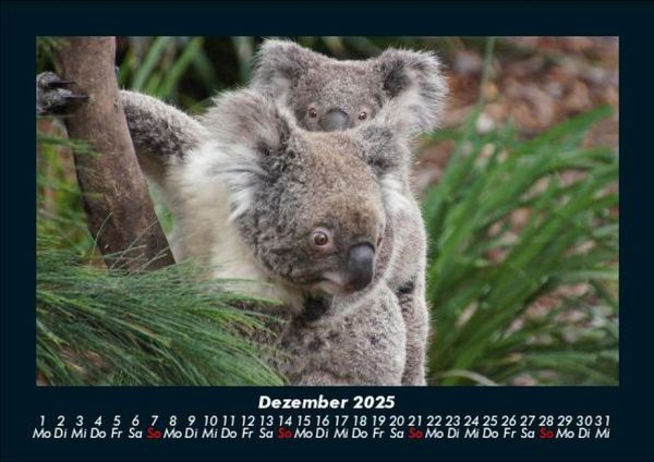 Produktbild: Koala 2025 Fotokalender DIN A5