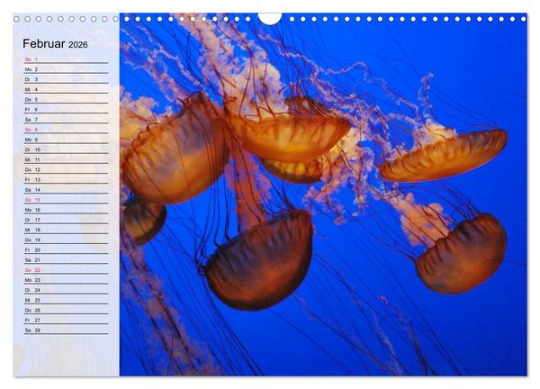 Produktbild: Quallen. Die Welt der Medusen (Wandkalender 2026 DIN A3 quer), CALVENDO Monatskalender