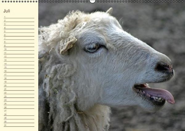 Produktbild: Der wollige Geburtstagskalender (Wandkalender immerw&auml;hrend DIN A2 quer)