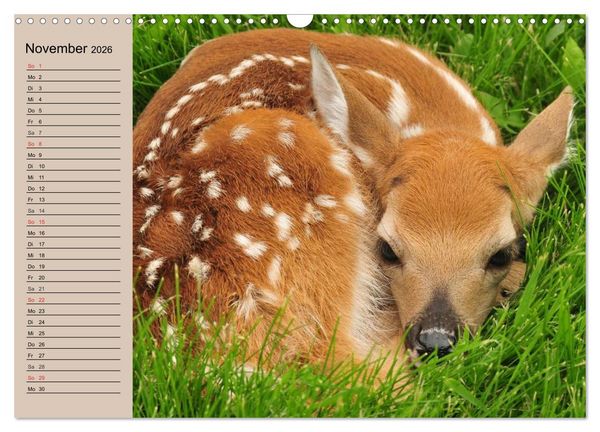 Produktbild: Rotwild. Edle Hirsche, stolze K&uuml;he (Wandkalender 2026 DIN A3 quer), CALVENDO Monatskalender