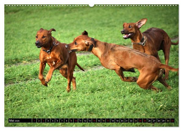 Produktbild: Rhodesian Ridgeback, Pure Lebensfreude (hochwertiger Premium Wandkalender 2026 DIN A2 quer), Kunstdruck in Hochglanz