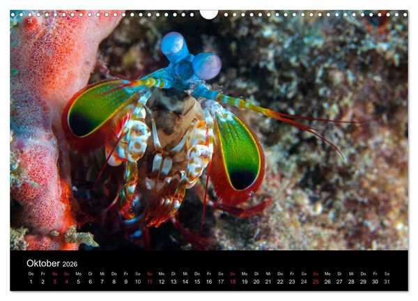 Produktbild: Faszinierendes Leben unter Wasser (Wandkalender 2026 DIN A3 quer), CALVENDO Monatskalender