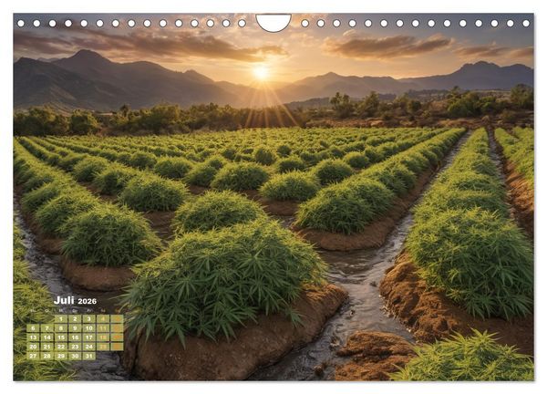 Produktbild: Wundersch&ouml;ne Cannabisfelder (Wandkalender 2026 DIN A4 quer), CALVENDO Monatskalender