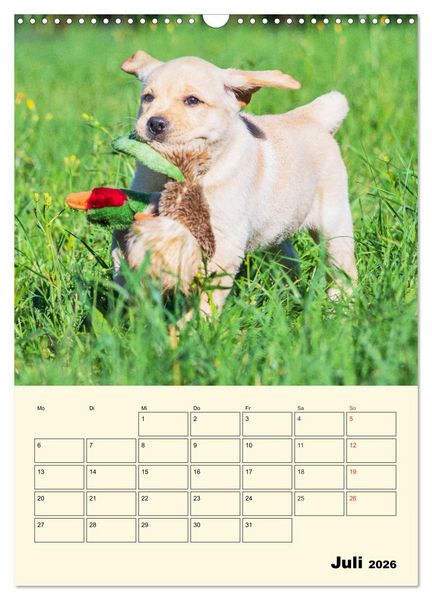 Produktbild: Familienplaner - Labrador Welpen entdecken die Welt (Wandkalender 2026 DIN A3 hoch), CALVENDO Monatskalender
