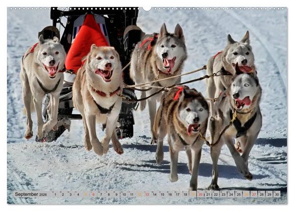 Produktbild: Huskies - Schlittenhunde (Wandkalender 2026 DIN A2 quer), CALVENDO Monatskalender