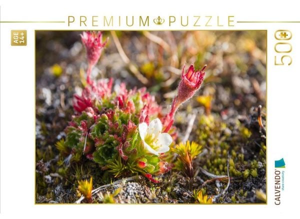 CALVENDO Puzzle Blumen bei Ymerbukta | 500 Teile Lege-Größe 48 × 36 cm Foto-Puzzle für Erwachsene