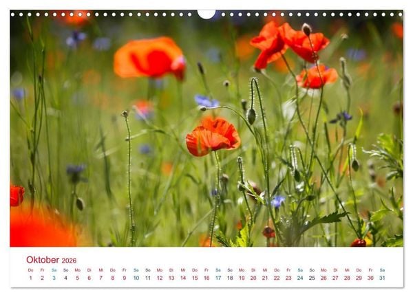 Produktbild: Mohnblumen (Wandkalender 2026 DIN A3 quer), CALVENDO Monatskalender