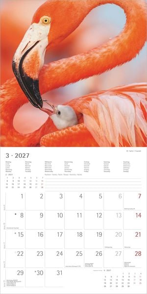Produktbild: Tierbabys 2027