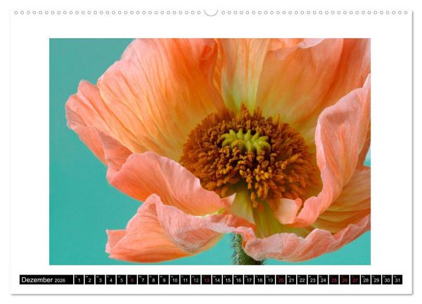 Produktbild: Mohn im Portr&auml;t (hochwertiger Premium Wandkalender 2026 DIN A2 quer), Kunstdruck in Hochglanz