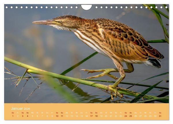 Produktbild: Augen auf - versteckte Tierwelt (Wandkalender 2026 DIN A4 quer), CALVENDO Monatskalender