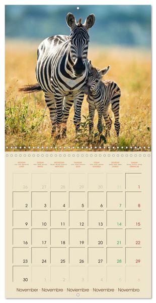 Produktbild: Let's go on Safari - Animal babies in Africa (Wall Calendar 2026 12 &times; 12 Inch) CALVENDO 12 Month Wall Calendar