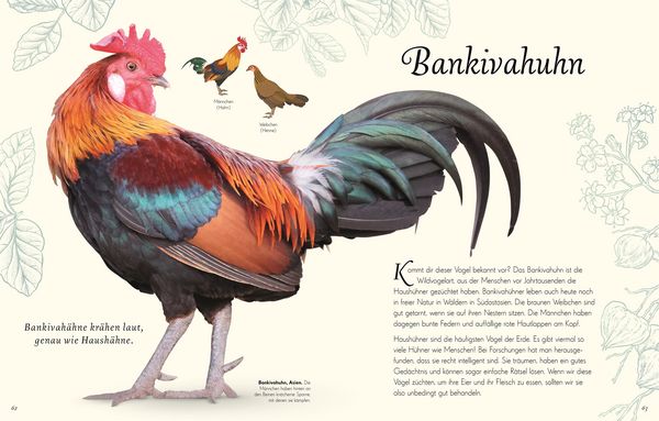 Produktbild: Wundervolle Welt der Vögel
