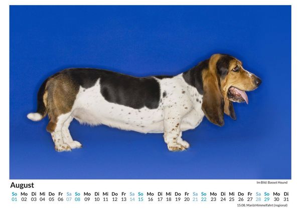Produktbild: Basset Hound