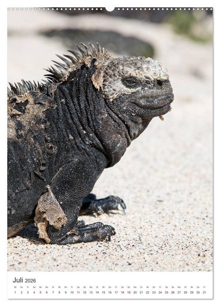 Produktbild: Galapagos - Atemberaubende Tierwelt (Wandkalender 2026 DIN A2 hoch), CALVENDO Monatskalender