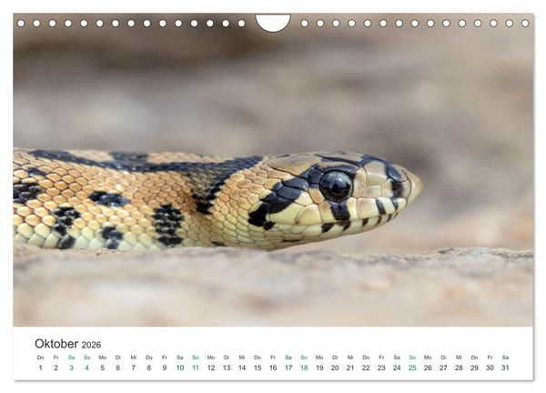 Produktbild: Schlangen - Portraits europ&auml;ischer Arten (Wandkalender 2026 DIN A4 quer), CALVENDO Monatskalender