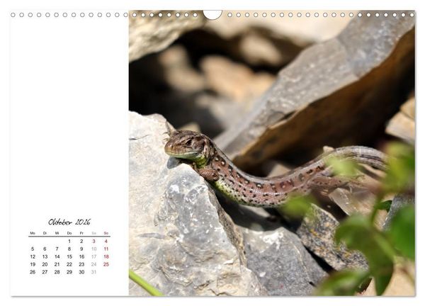 Produktbild: Eidechsen, flinke R&auml;uber (Wandkalender 2026 DIN A3 quer), CALVENDO Monatskalender
