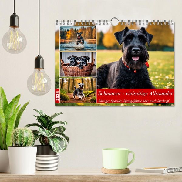 Produktbild: Schnauzer - vielseitige Allrounder (Wandkalender 2026 DIN A4 quer), CALVENDO Monatskalender