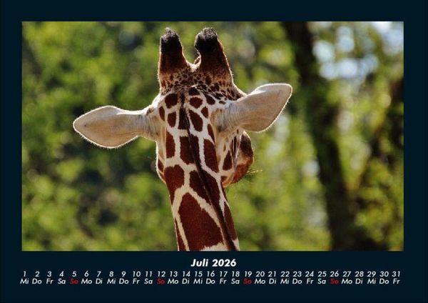 Produktbild: Giraffen 2026 Fotokalender DIN A4