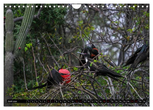 Produktbild: Naturparadies Galapagos - UNESCO Weltkulturerbe (Wandkalender 2026 DIN A4 quer), CALVENDO Monatskalender
