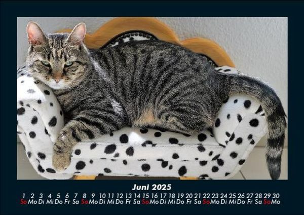 Produktbild: F&uuml;r Katzenfreunde 2025 Fotokalender DIN A5