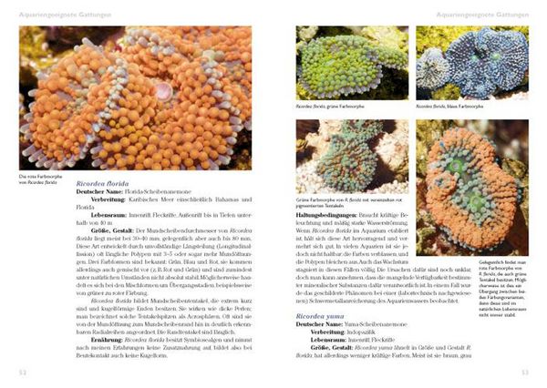 Produktbild: Scheibenanemonen im Meerwasseraquarium
