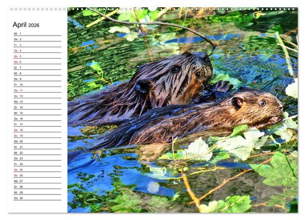 Produktbild: Das Familienleben der Biber (hochwertiger Premium Wandkalender 2026 DIN A2 quer), Kunstdruck in Hochglanz